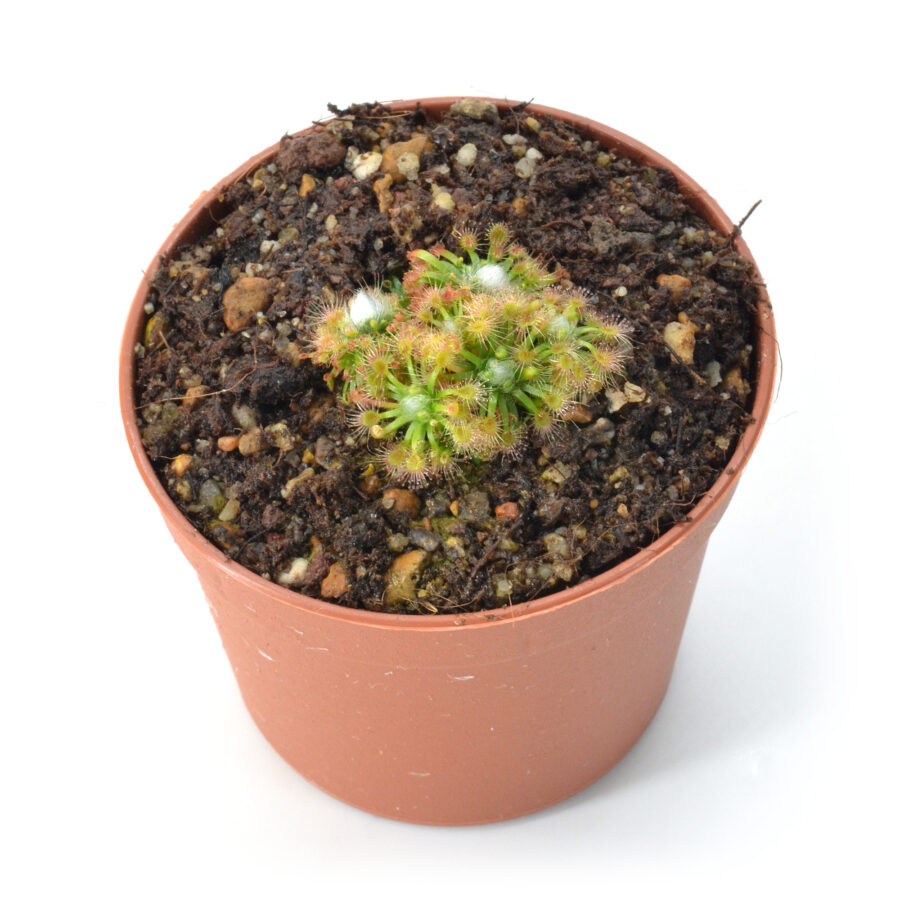 Drosera mannii