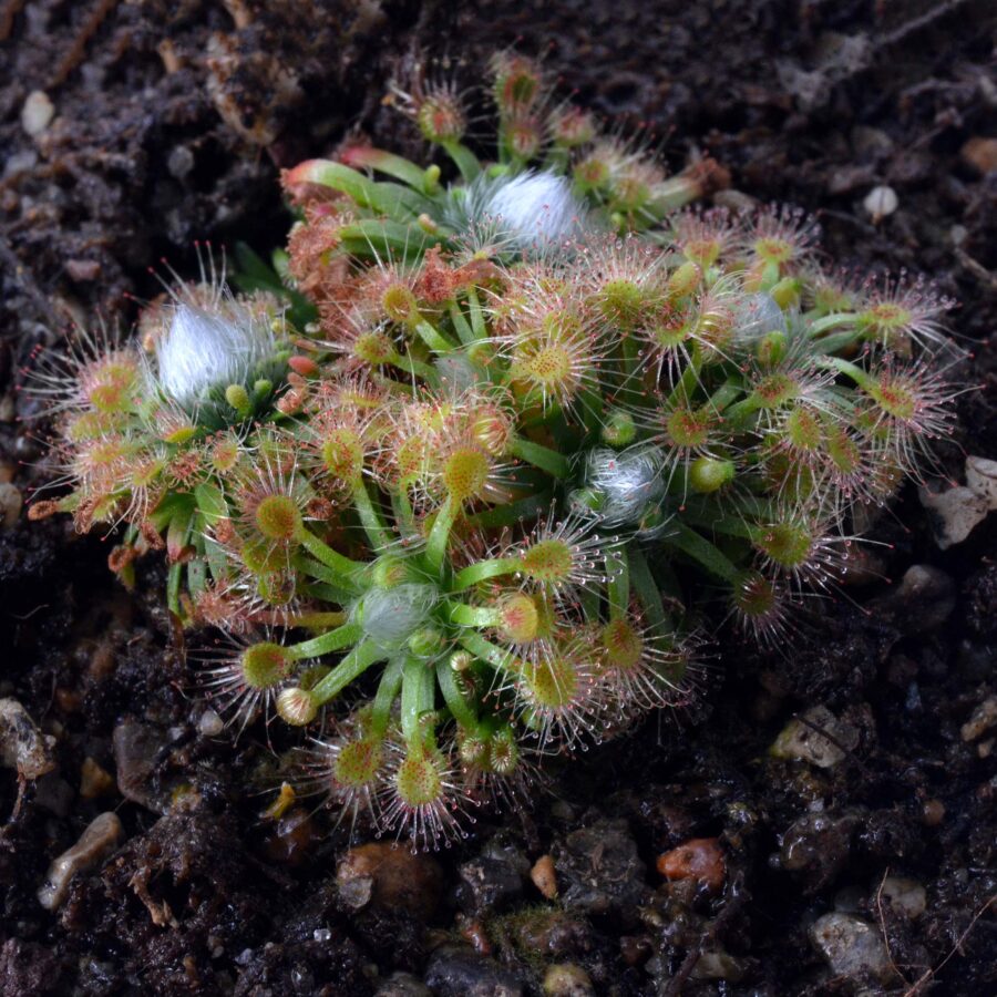 Drosera mannii