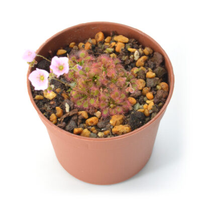 Drosera mannii x omissa