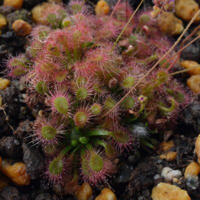 Drosera mannii x omissa
