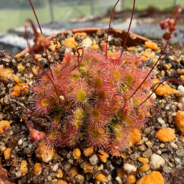 Drosera mannii x omissa