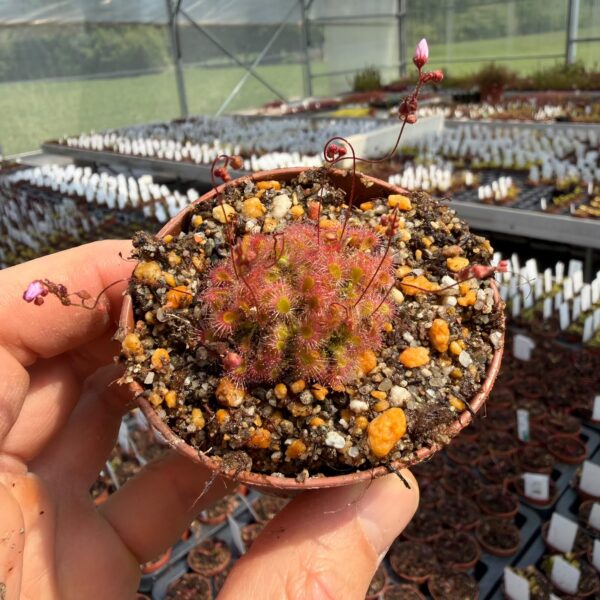 Drosera mannii x omissa
