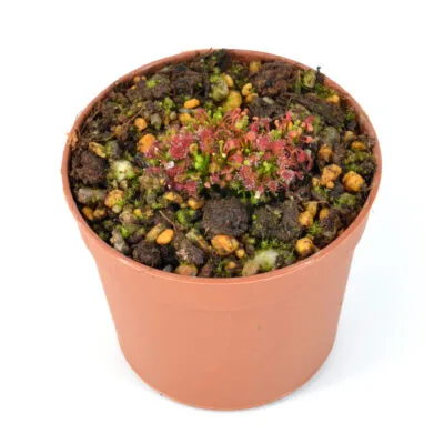 Drosera meristocaulis