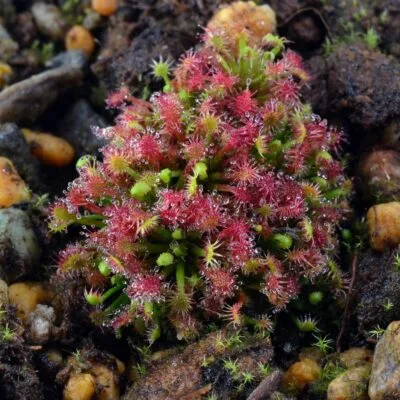 Drosera meristocaulis