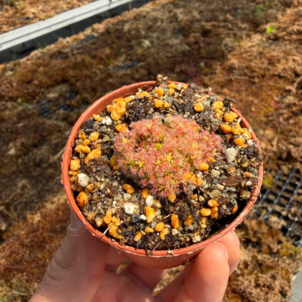 Drosera micrantha