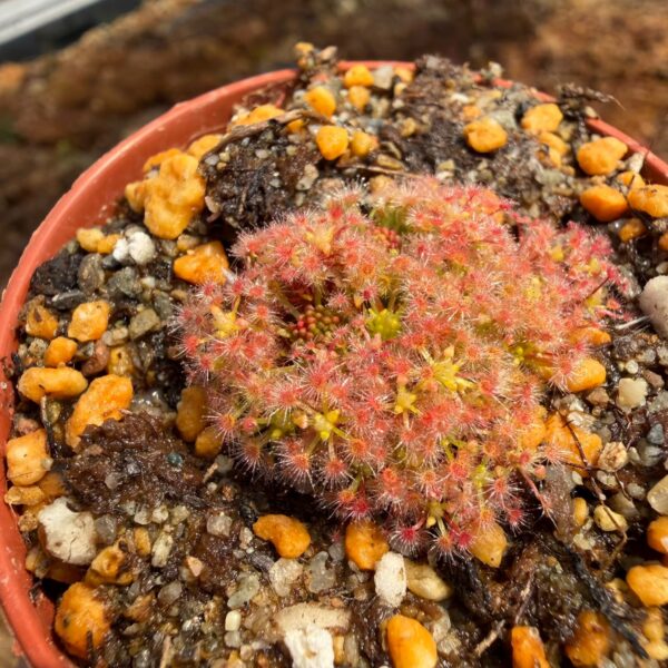 Drosera micrantha