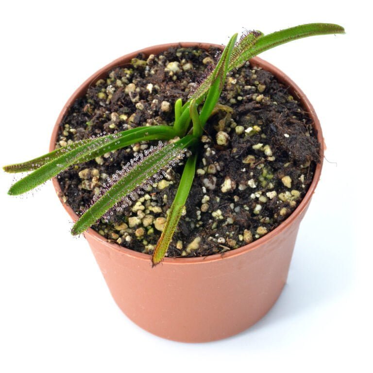 Drosera murfetii 
