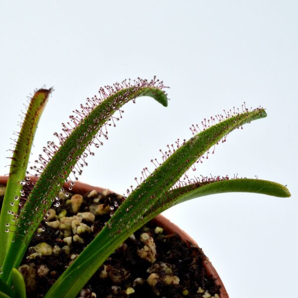 Drosera murfetii