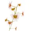 Drosera