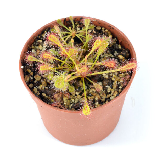 Drosera nidiformis