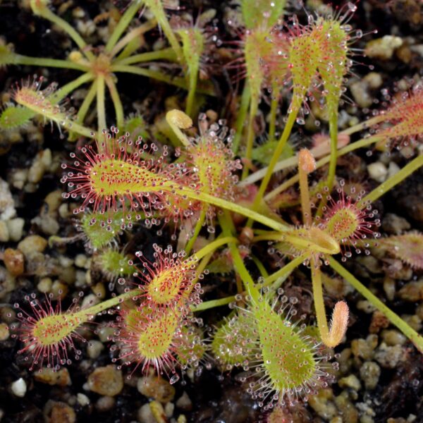 Drosera nidiformis