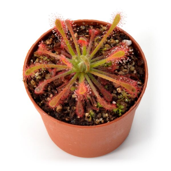 Drosera oblanceolata