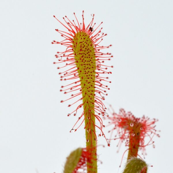 Drosera oblanceolata