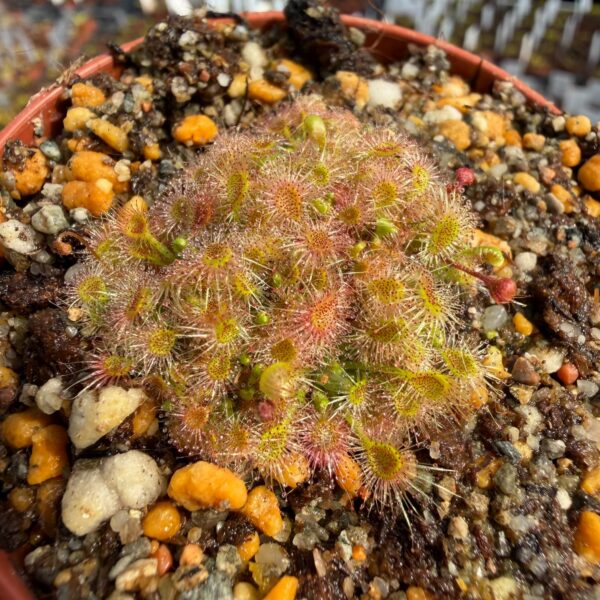 Drosera omissa