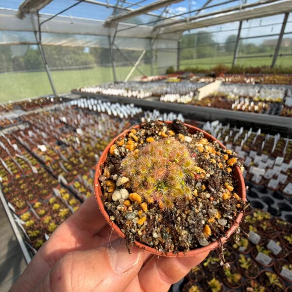 Drosera omissa