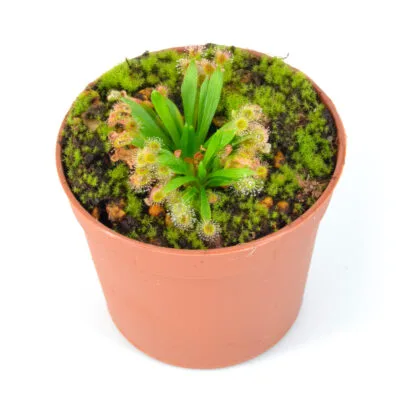 Drosera ordensis (Kununurra 21km East) x derbyensis loc. Beverly Springs