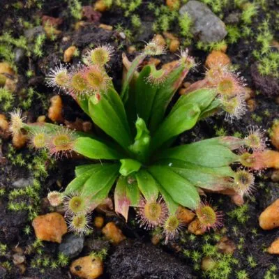 Drosera ordensis (Kununurra 21km East) x derbyensis loc. Beverly Springs