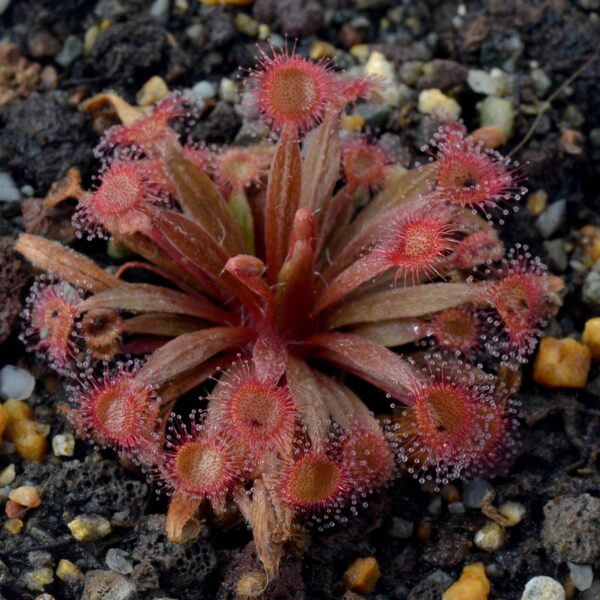 Drosera ordensis x derbyensis