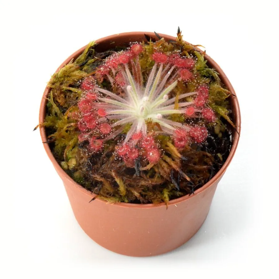 Drosera ordensis x falconeri