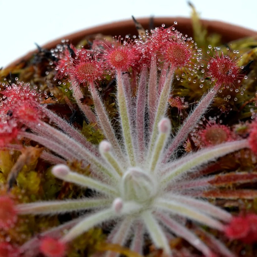 Drosera ordensis x falconeri