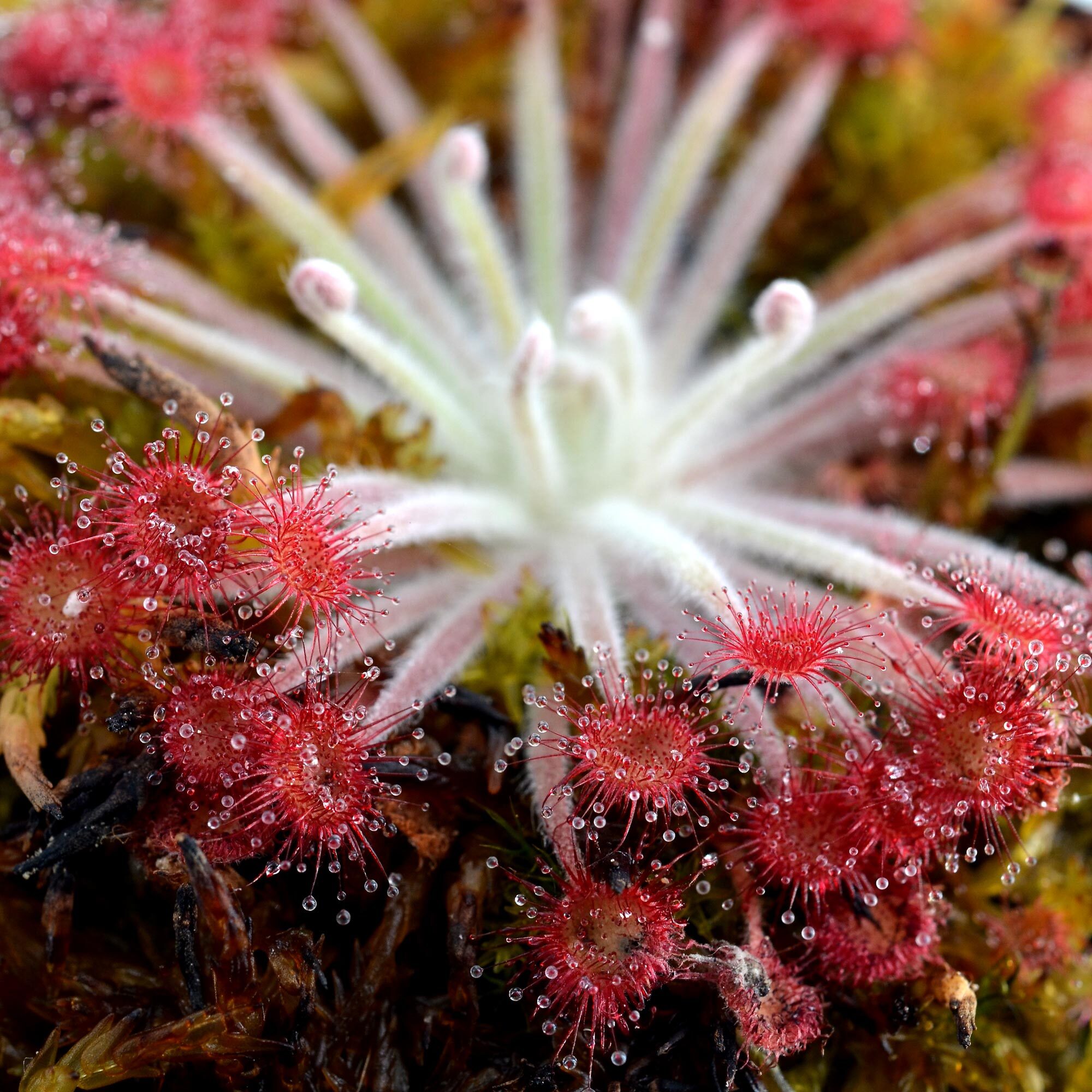 Drosera ordensis x falconeri