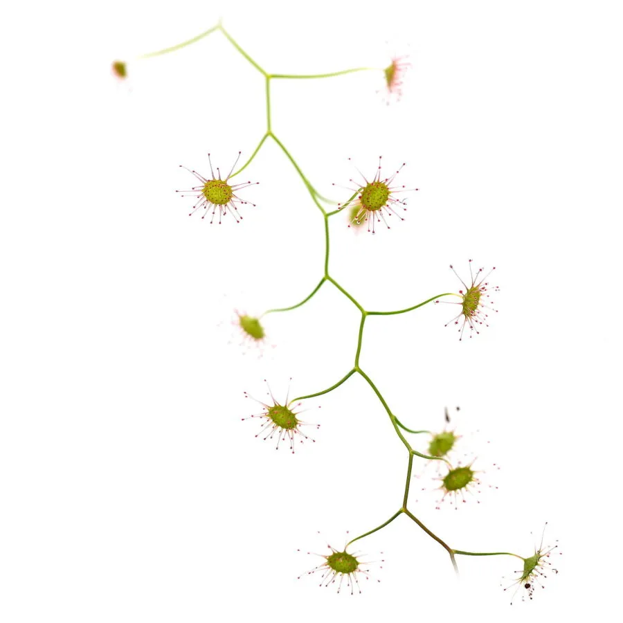 Drosera pallida "northern type form"