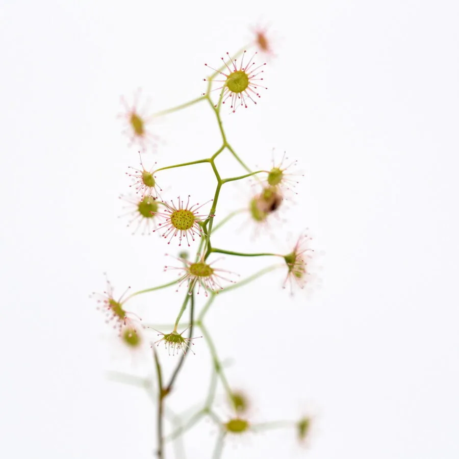 Drosera pallida "northern type form"