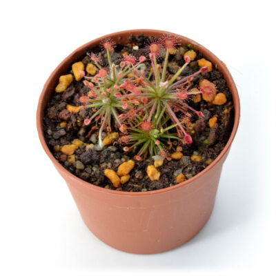 Drosera paradoxa