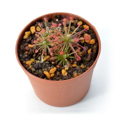 Drosera paradoxa