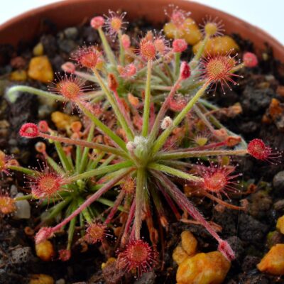 Drosera paradoxa