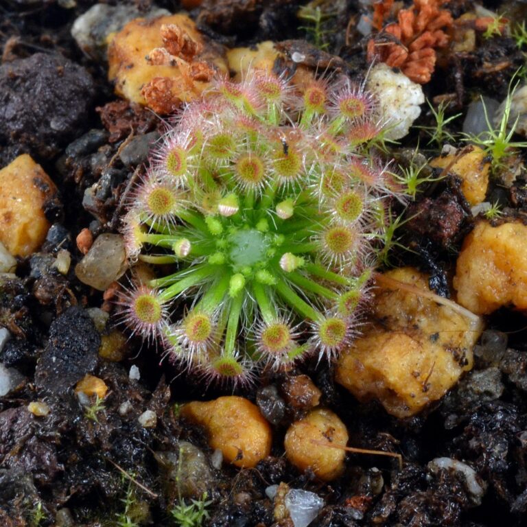 Drosera minutiflora
