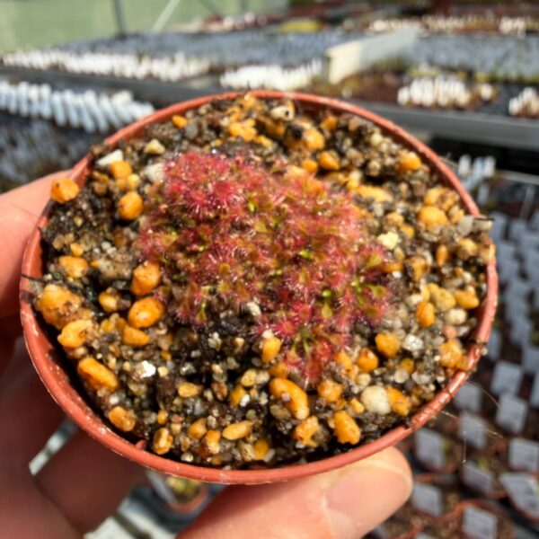 Drosera patens