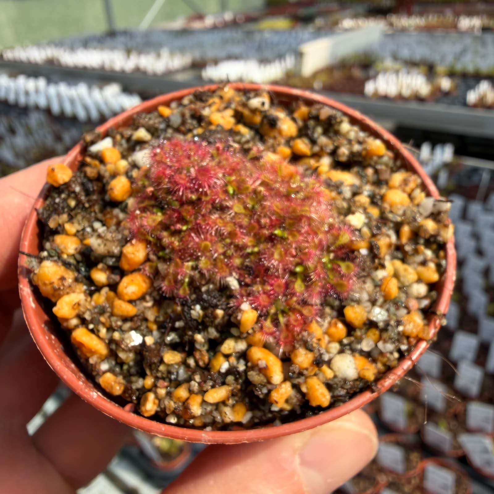 Drosera patens