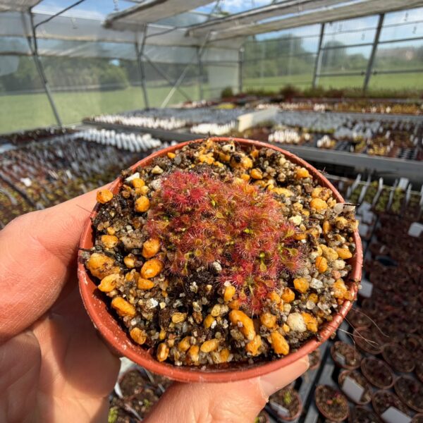 Drosera patens