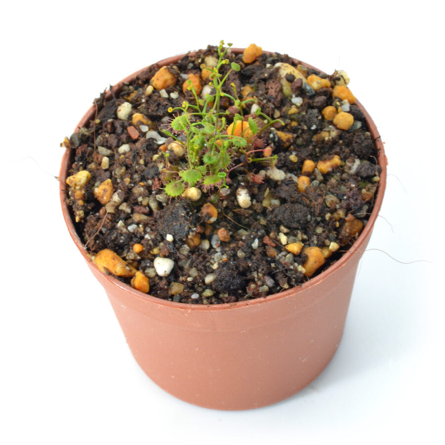 Drosera planchonii