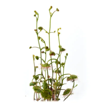 Drosera planchonii [Australia]