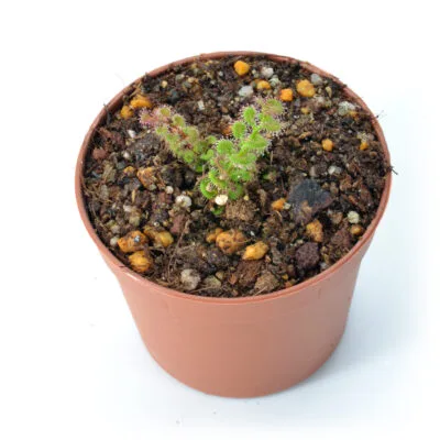 Drosera platypoda