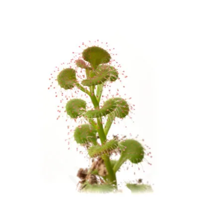 Drosera platypoda