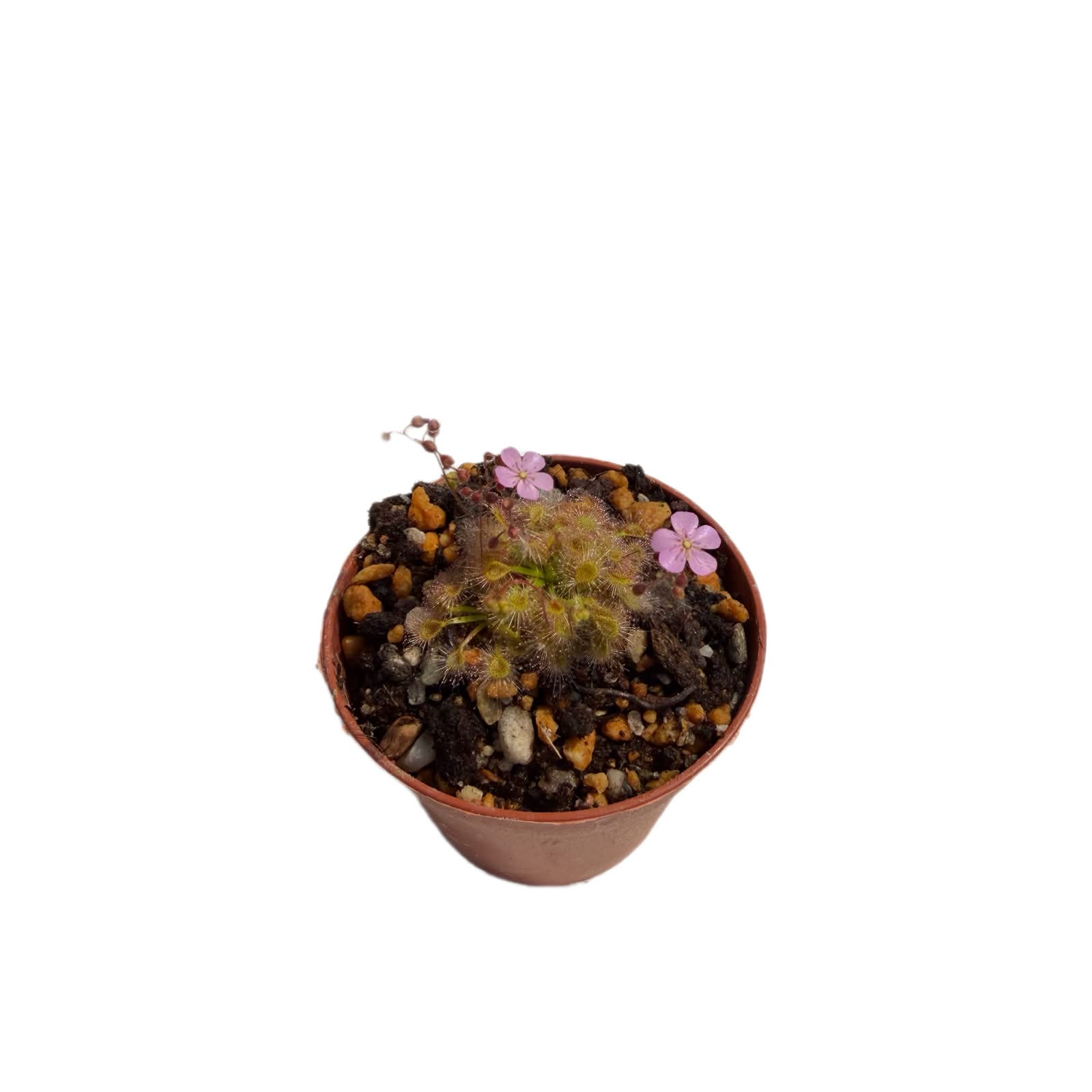 Drosera pulchella x omissa pink floweR