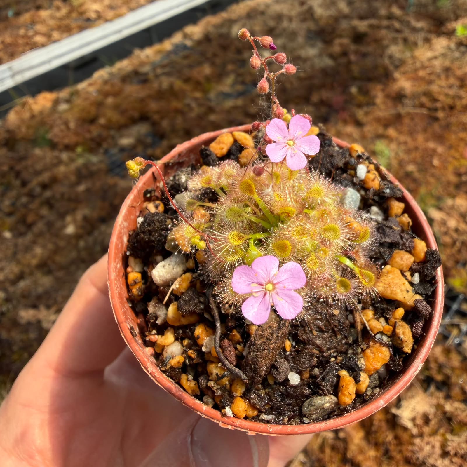 Drosera pulchella x omissa pink floweR