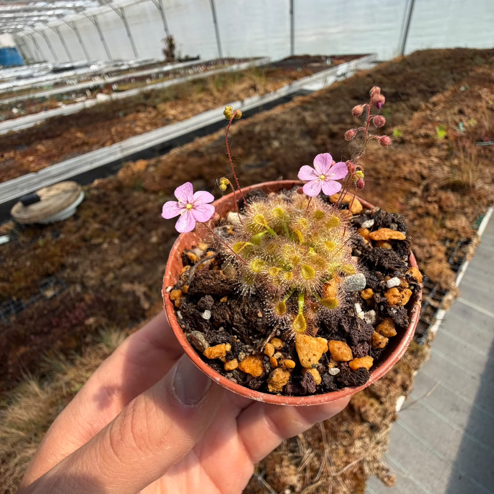 Drosera pulchella x omissa pink floweR