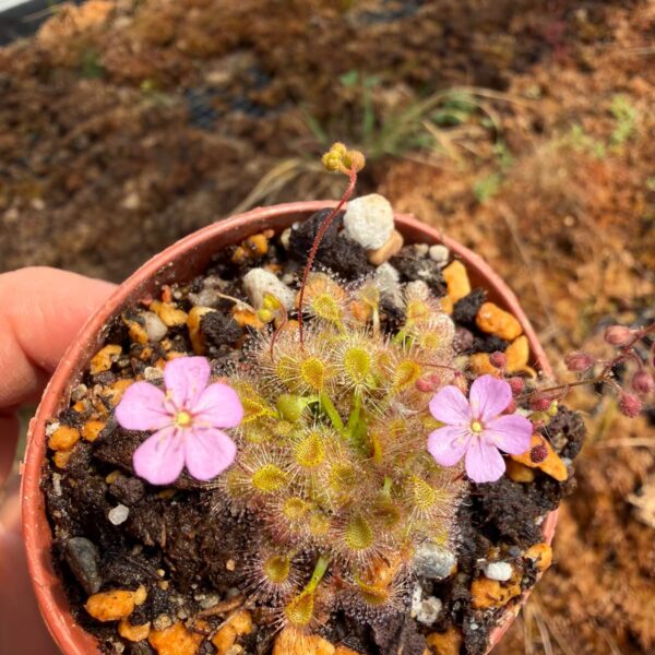 Drosera pulchella x omissa pink floweR