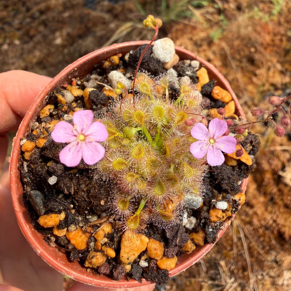 Drosera pulchella x omissa pink floweR