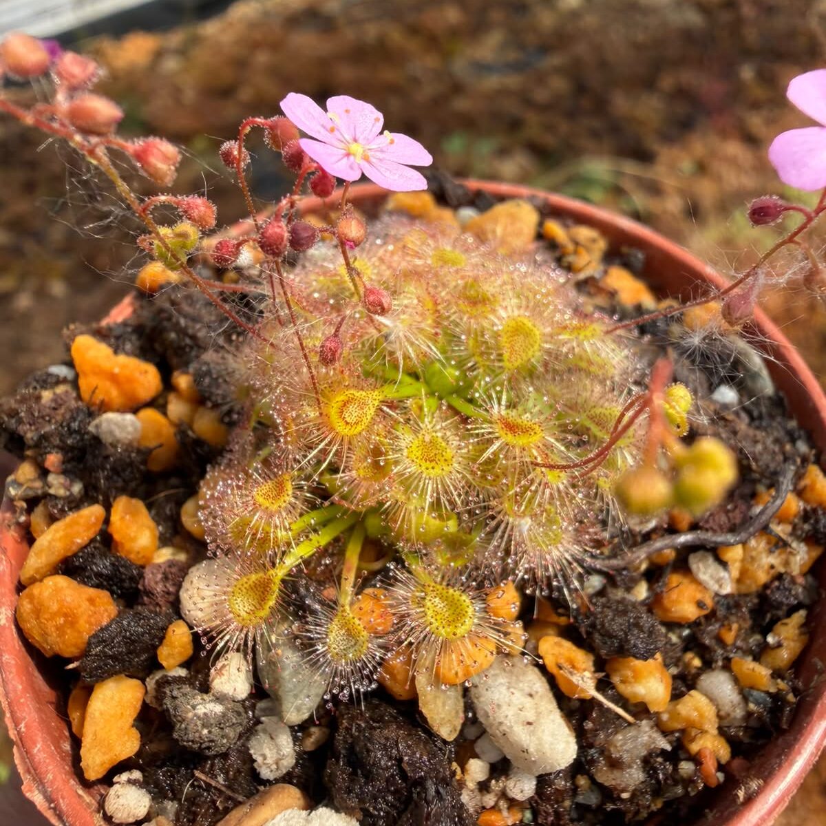 Drosera pulchella x omissa pink floweR