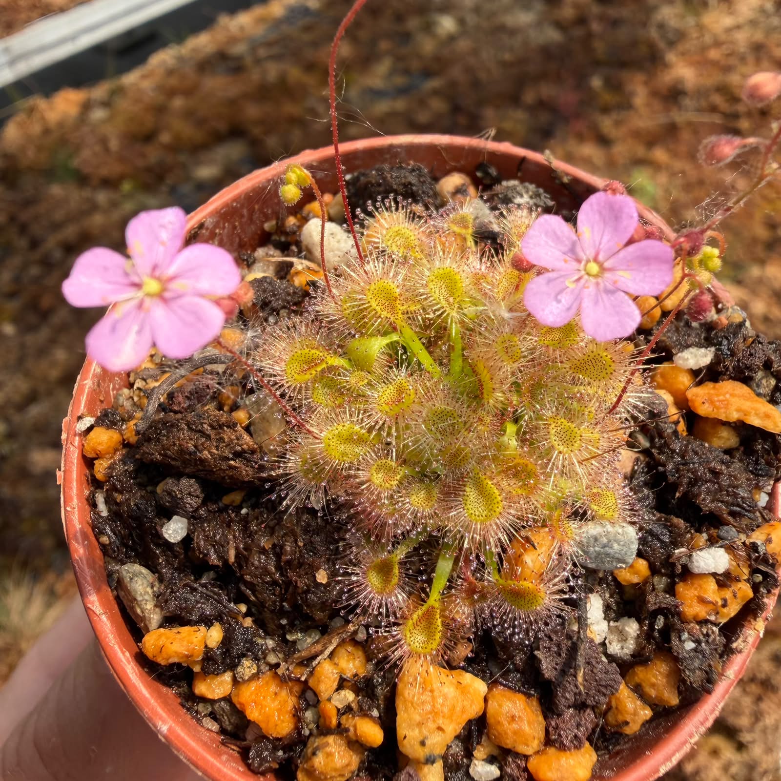 Drosera pulchella x omissa pink floweR