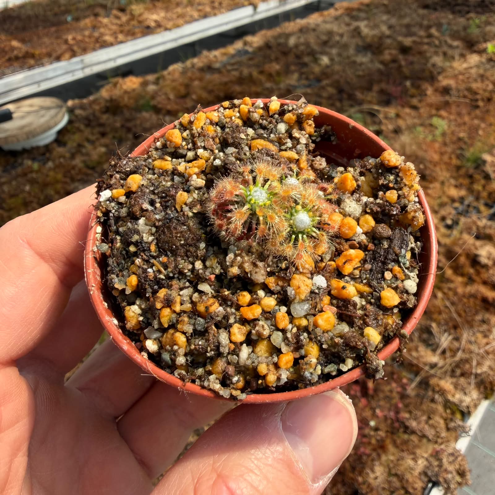 Drosera pycnoblasta 