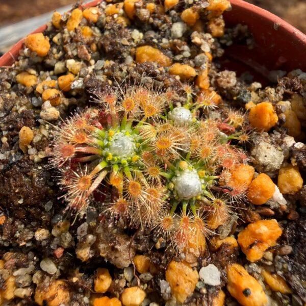 Drosera pycnoblasta 