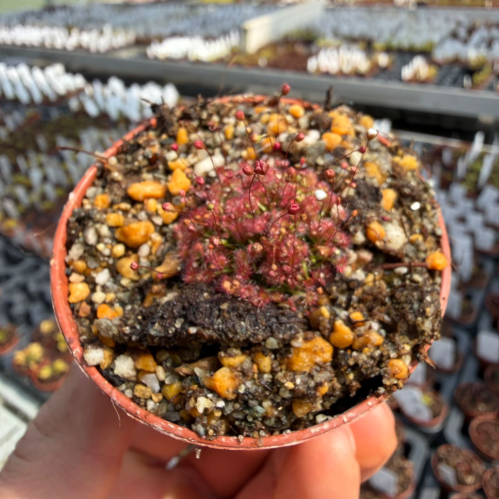 Drosera pygmaea