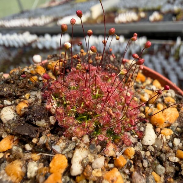 Drosera pygmaea