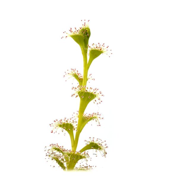 Drosera ramellosa